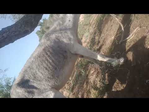 Donkeymating