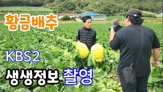 속노란 황금배추 kbs생생정보 촬영 황금절임배추