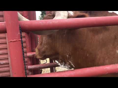 Bueyes . Nombre: Campanario. Num.16. Raza Berrendo Colorado.