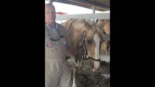 Phillip Rue, horse dentist -- floats Capability Ranch rescues' teeth