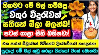 Download lagu 🔴මේවා දිව්යමය පාන! මේවා එකපාරක් බිවුවොත් ආයෙ දියවැඩියාව හැදෙන්නෑ! mp3 Download lagu 🔴මේවා දිව්යමය පාන! මේවා එකපාරක් බිවුවොත් ආයෙ දියවැඩියාව හැදෙන්නෑ! mp3