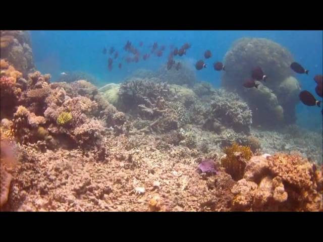 Grear Barrier Reef diving , liquid  image Scuba mask (HD)