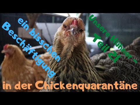 unsere Hühner Teil 21: den Stallpflichtauslauf interessanter gestalten und Hühner bespaßen