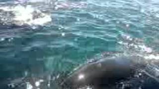 preview picture of video 'Bote de lebu asechado por orcas tiernas...!!!'