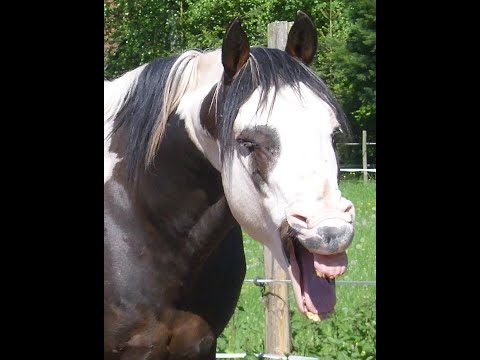 "Bulli", Painthorse, Hengst, wird 30 Jahre alt