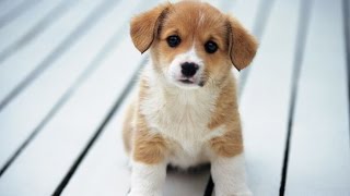 I GOT THE CUTEST DOG EVER!? - (CUTE DOG) - PUPPY