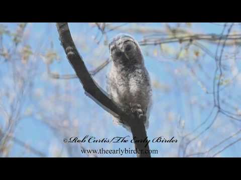 Strix varia  BARRED OWL chick, mother, preening and allopreening