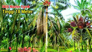 Download lagu Banyak Tak Sanggup.! Manen Kelapa Sawit Gondrong Pokok Tinggi 18 Meter,Master Egrek Turun Tangan mp3