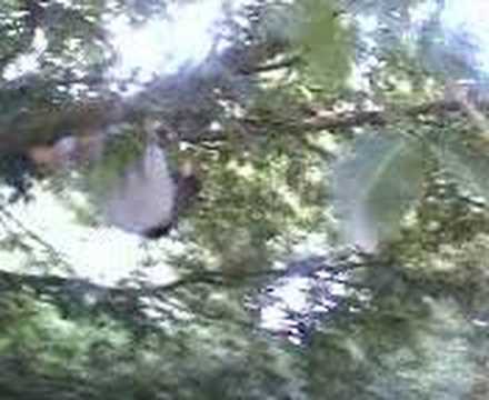 freddie fredson stuck in a tree