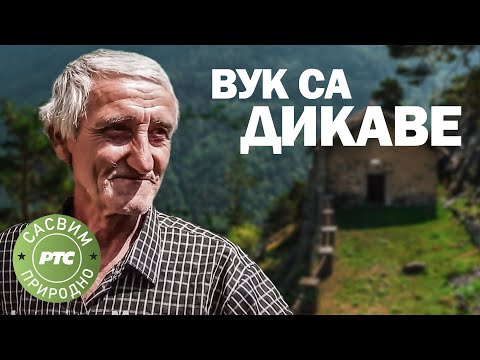 Sasvim prirodno: Vuk sa Dikave (Jovan Memedović)