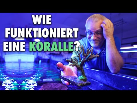Wie funktioniert eine Koralle?