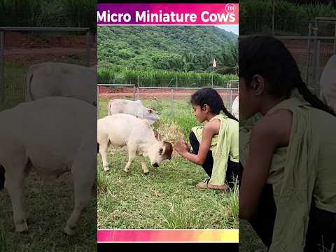 , title : 'mini cow so cute😍😍 #cow #gaay #cows #ytshortsindia #shorts'