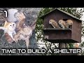 Barn Owl Attacked By Hawk Getting A Shelter Nest Owl Box