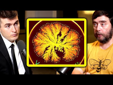 A controversial idea in biology | Michael Levin and Lex Fridman