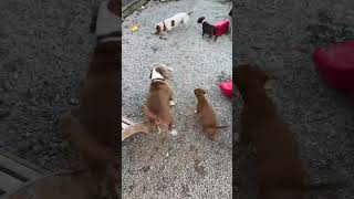 Video preview image #1 Basset Hound-Unknown Mix Puppy For Sale in Deepwater, NJ, USA