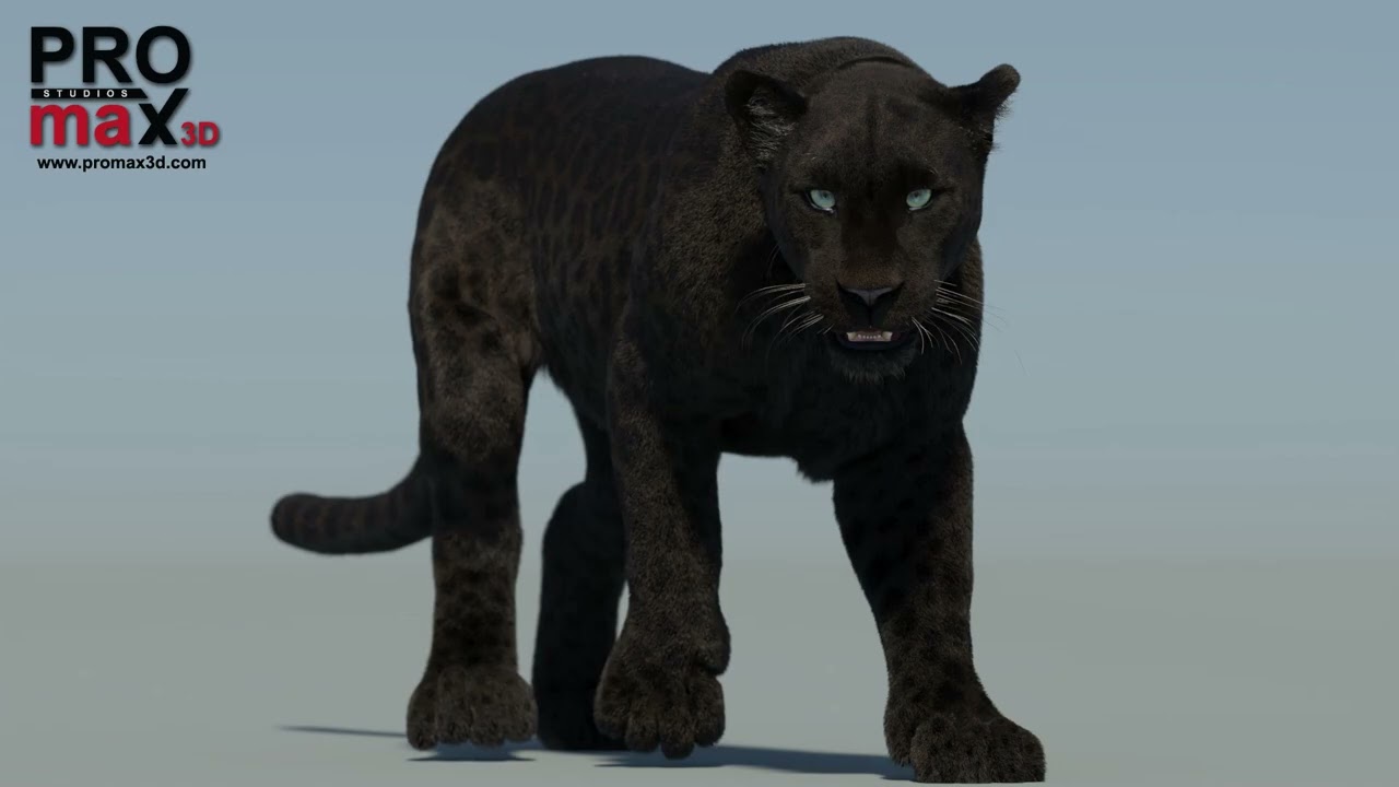 Animated Black Panther Animal with Fur 3D Model