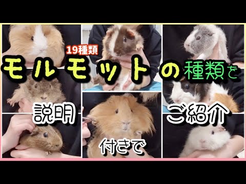 モルモットの品種は何ですか? 22種類の犬種を発見しましょう! - スイステディモルモット