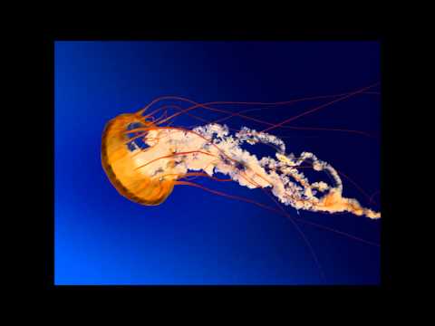 Dj 600V & ron g-don't be hating on me