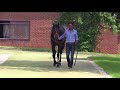 Goffs London Sale Walking Video BOA NOVA