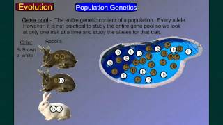 Evolution Part 4A: Population Genetics 1
