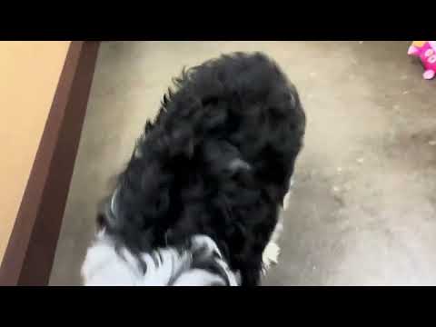 Cockapoo - 277 video preview