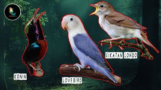 Download lagu Masteran Kombinasi Burung Gacor Bongkar Isian Sikatan Londo, Konin, Lovebird mp3