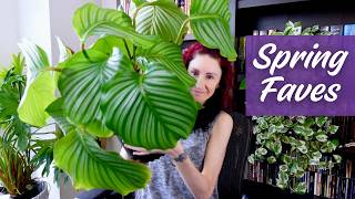 10 Houseplants I’m Loving Right Now (Spring Edition)