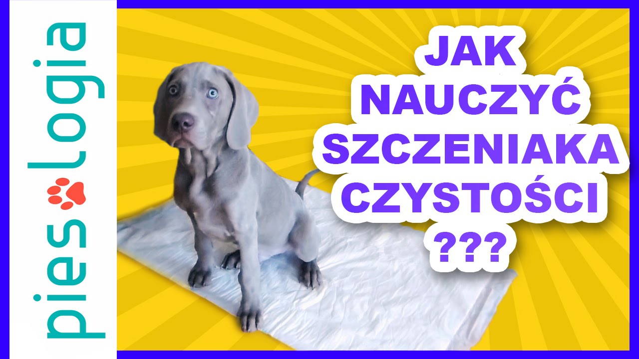 Nauka czystości