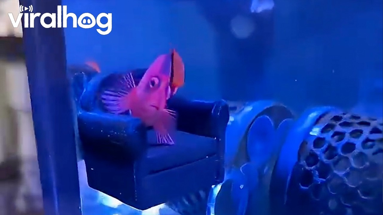 Fish Lounges on Mini Sofa || ViralHog