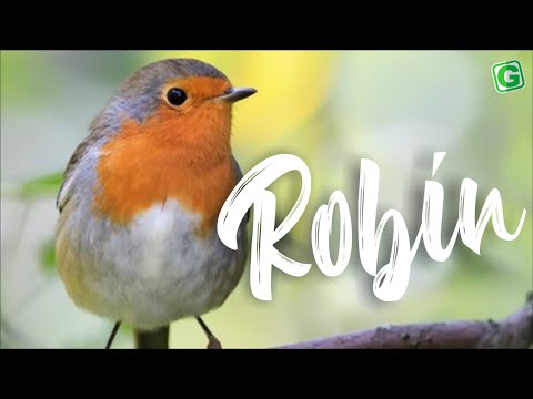 Robin Bird Song | Robin Birds Singing and Chirping