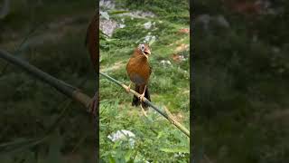 Download lagu Keindahan suara Alam burung Wambi,Wambi gacor mp3