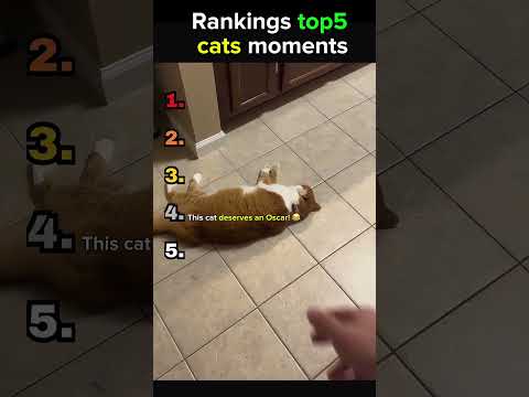 Ranking funniest cat moments😂💀