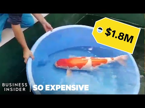 Why koi fish are so expensive