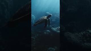 Oceano Brasileiro ❤️