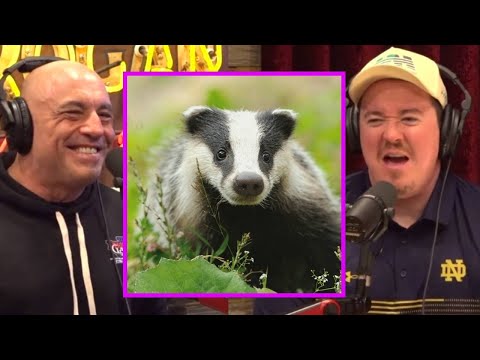 JRE: The Boys on Honey Badgers: "The Most Psycho Animal"
