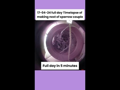 17-04-24 full day #timelapse of making nest of #sparrow couple