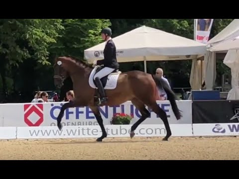 3 jähr. Stute von Millennium - Pik Pavarotti  *not for sale*