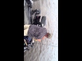 Trolling Winnebago