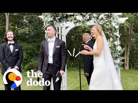 Stray Cat Crashes Couples’ Wedding | The Dodo