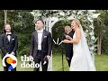 Stray Cat Crashes Couples Wedding The Dodo