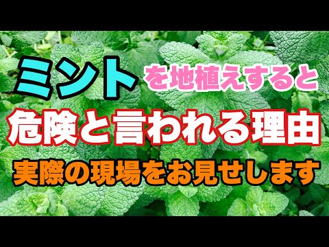 ストロベリーミント 植物
