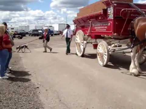 Clyde the Dalmation doesn't want to get down from the Clydesdale Wagon