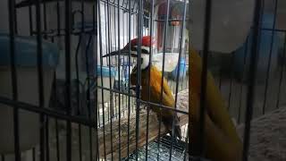 Download lagu suara pikat burung pelatuk bawang merah dijamin Ampuh langsung nyaut mp3