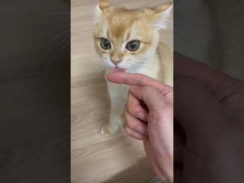 서울대 냥이