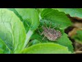 Brown Insect On Leaf Nature Video Copyright Free Video FFG