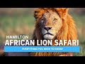 African Lion Safari Our Journey In Hamilton Ontario