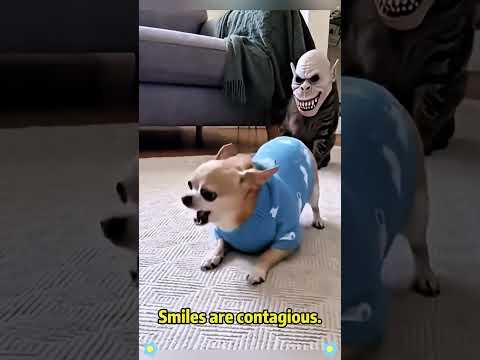 Chihuahua in a scary mask pranks the dog & cat #funnycats #funnydog #cat #dogs #usa