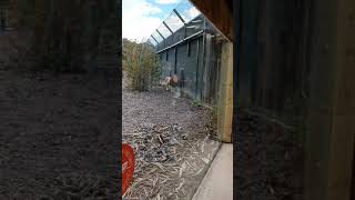 Close encounter with a lion at chester zoo