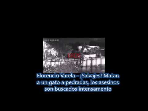 Florencio Varela - ¡Salvajes! Matan a un gato a pedradas, los asesinos son buscados intensamente