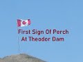 Video Thumbnail for First Sign Of Perch At Theodor Dam